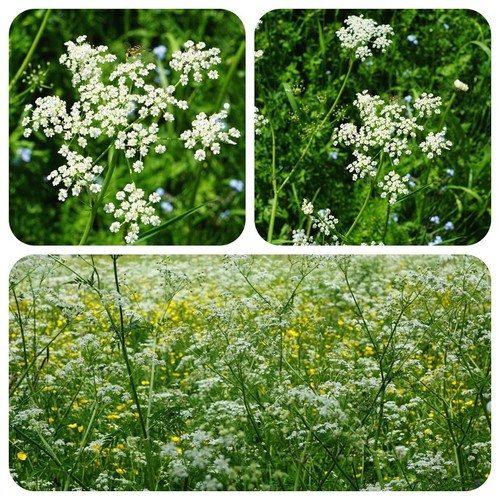 Bibernelle pimpinella - bibernelle,