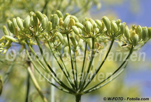 Anis pimpinella anisum 50 - *, *