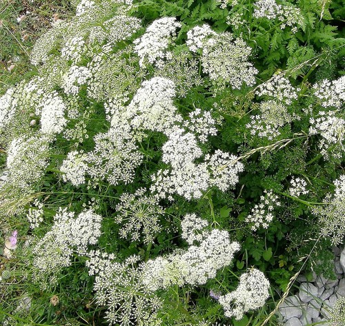 Samen naturheilpflanze anis - samen,