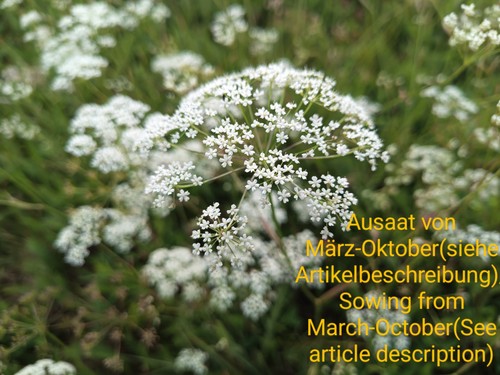 Kleine bibernelle pimpinella - bibernelle,,