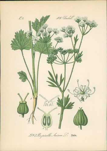 Chromolithographie anis - chromolithographie,