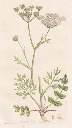 Pimpinella saxifraga