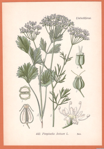 Anis pimpinella anisum - ,