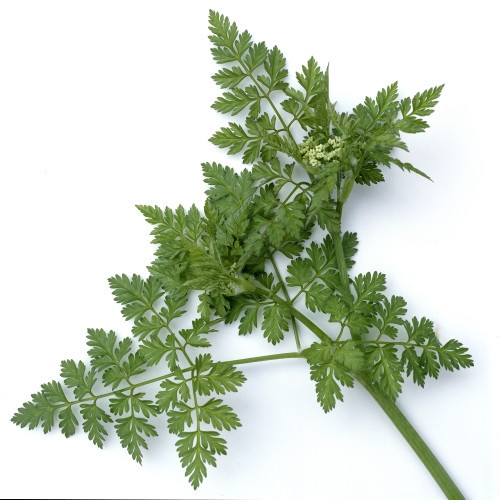 Anis samen aromatisches - samen,