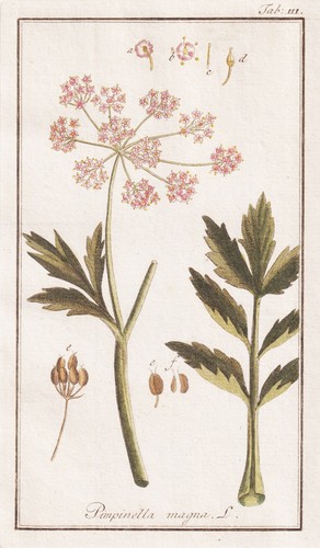 Pimpinella magna bibernelle - pimpinella,
