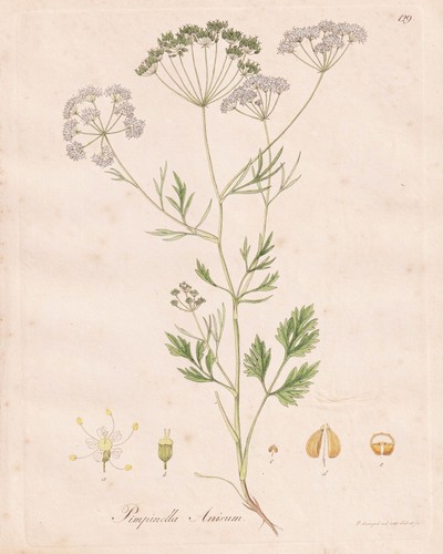 Pimpinella anisum anis - pimpinella,