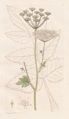 Pimpinella magna bibernellen - pimpinella,