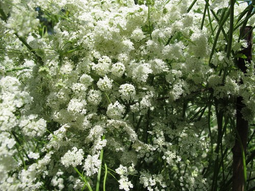Samen anis pimpinella anisum - samen,