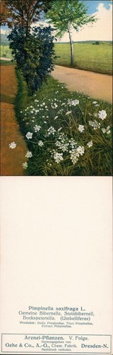 Pimpinella saxifraga l - pimpinella,,