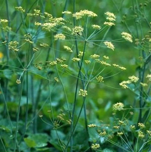 Kleine bibernelle pimpinella - kleine,
