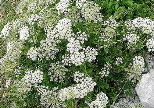 500 samen pimpinella - samen,