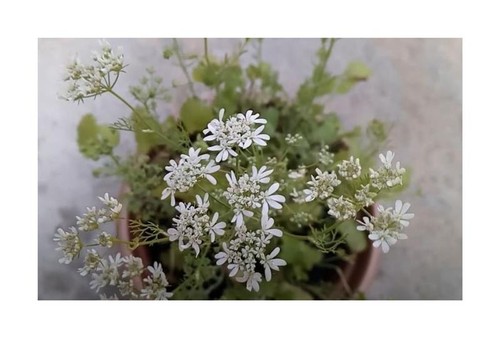 40x anis pimpinella anisum - pimpinella,