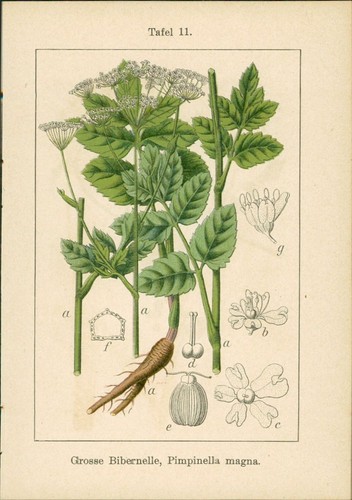 Lithographie gemeine berle - gemeine,
