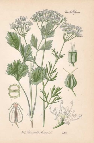 Pimpinella anisum anis thome - -,