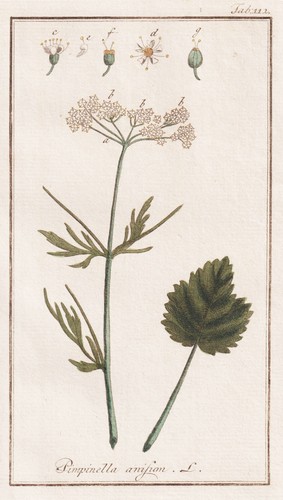 Pimpinella anisum anis - pimpinella, anise