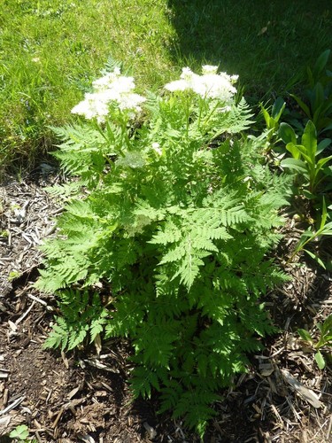 Anis pimpinella anisum samen - anisum,