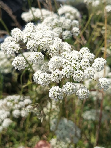 Fremde bibernelle pimpinella - fremde, bibernelle,