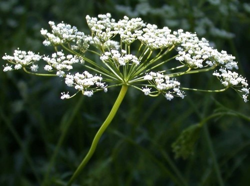 Anis pimpinella anisum 50 - anis,