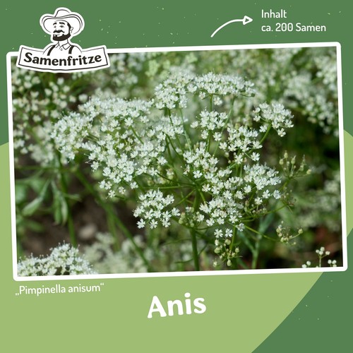 Anis 200 samen - ca.,