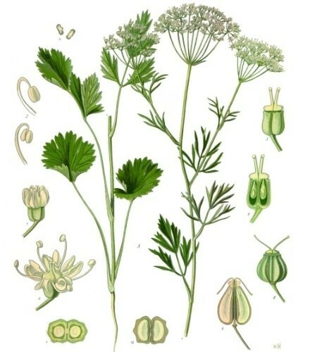 Anis pimpinella anisum 50 - -pimpinella,